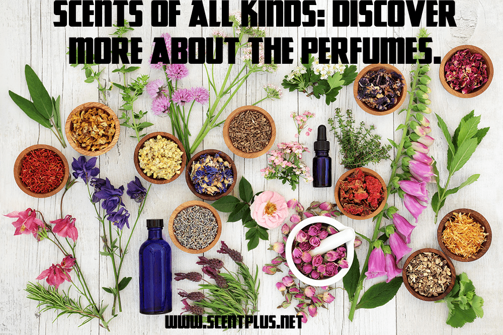 Scents of all kinds: discover more about the perfumes.
